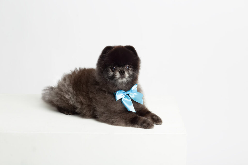 Black Pomeranian Uboo owned by Luxe Paws Mobile Pet Spa owner Rhea Vanderwerf photographed by Dallas Pet Photographer Mod L Photography
