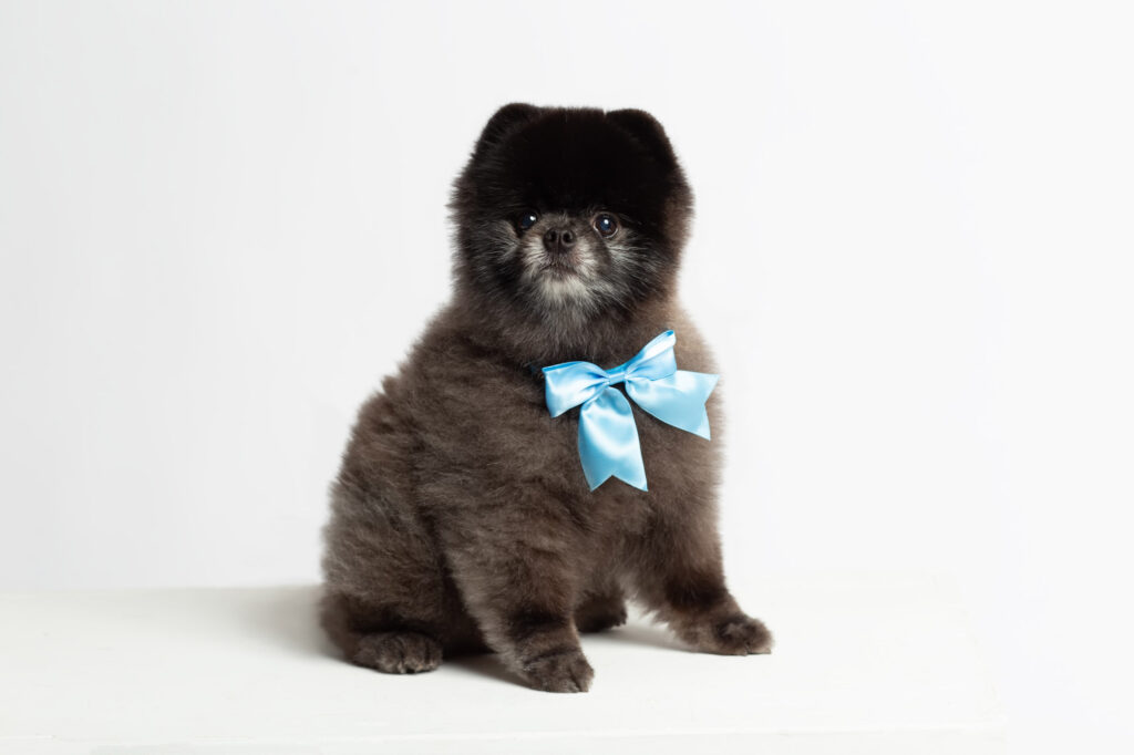 small black Pomeranian dog with blue bow tie posed on white background photographed by Dallas pet photographer Laura Levitan of Mod L Photography